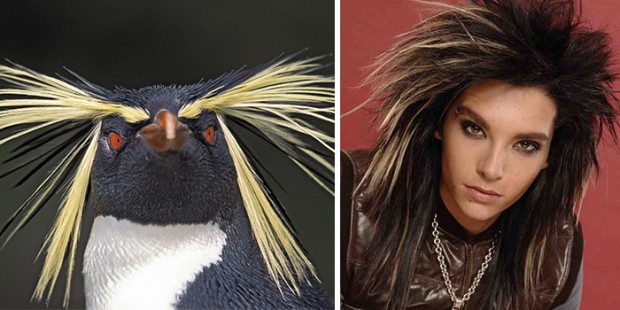 celebrity look alikes animals mihanpost 26