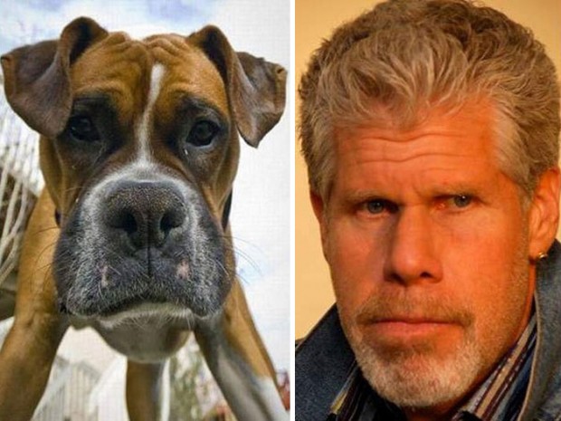 celebrity look alikes animals mihanpost 28