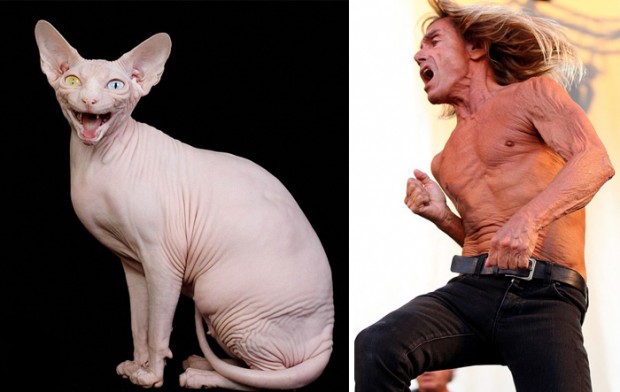 celebrity look alikes animals mihanpost 29