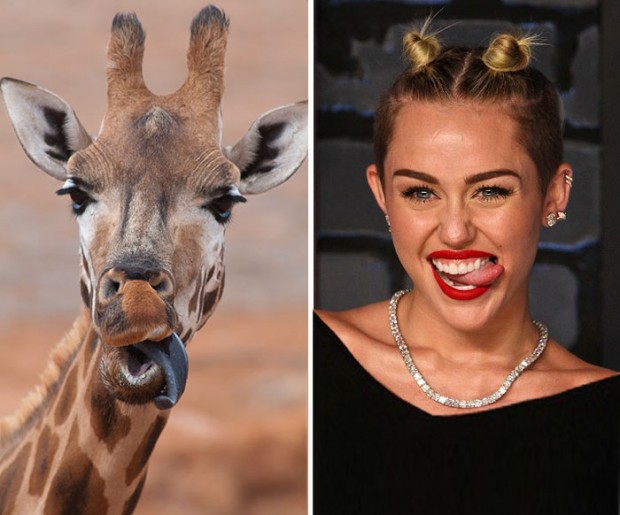 celebrity look alikes animals mihanpost 30