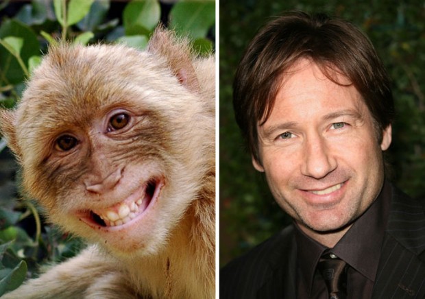 celebrity look alikes animals mihanpost 32
