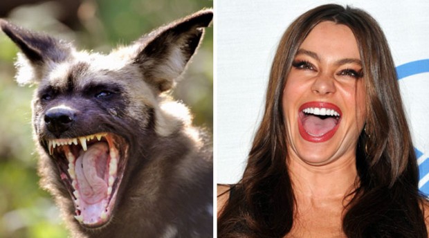 celebrity look alikes animals mihanpost 34