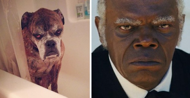 celebrity look alikes animals mihanpost 36