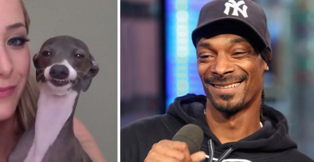 celebrity look alikes animals mihanpost 37