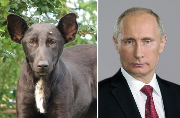 celebrity look alikes animals mihanpost 4