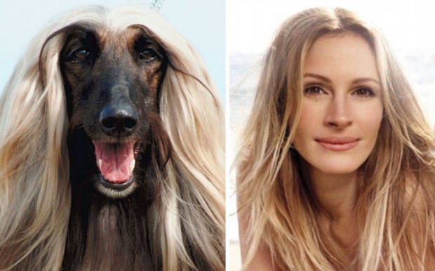 celebrity look alikes animals mihanpost 43