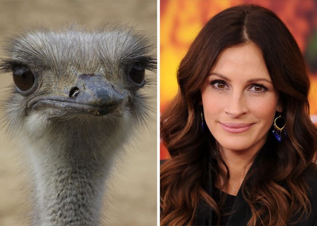 celebrity look alikes animals mihanpost 44