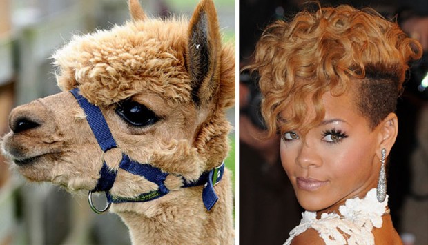 celebrity look alikes animals mihanpost 48