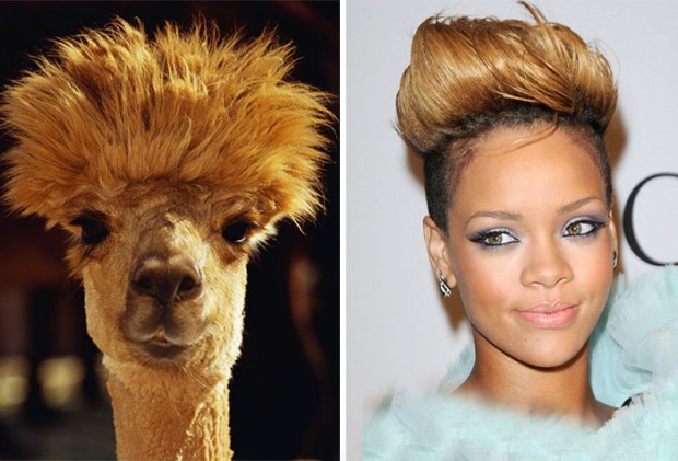 celebrity look alikes animals mihanpost 49
