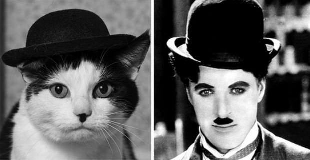 celebrity look alikes animals mihanpost 5