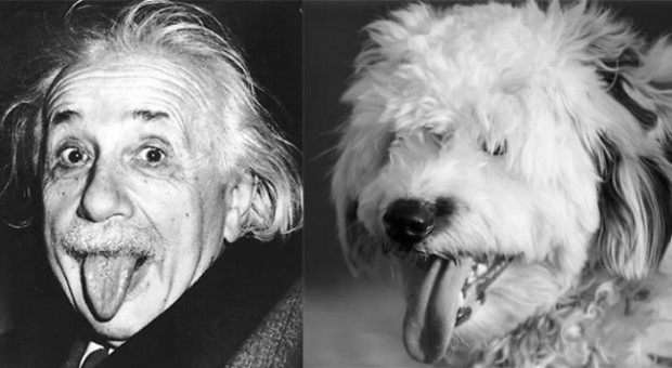 celebrity look alikes animals mihanpost 52