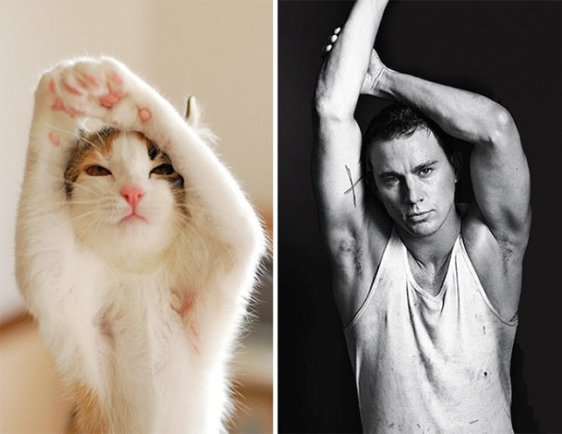 celebrity look alikes animals mihanpost 6