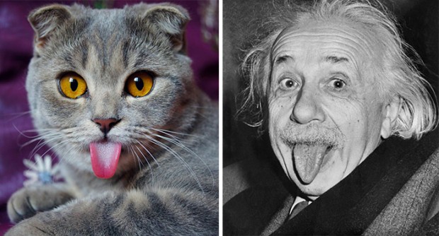 celebrity look alikes animals mihanpost 7
