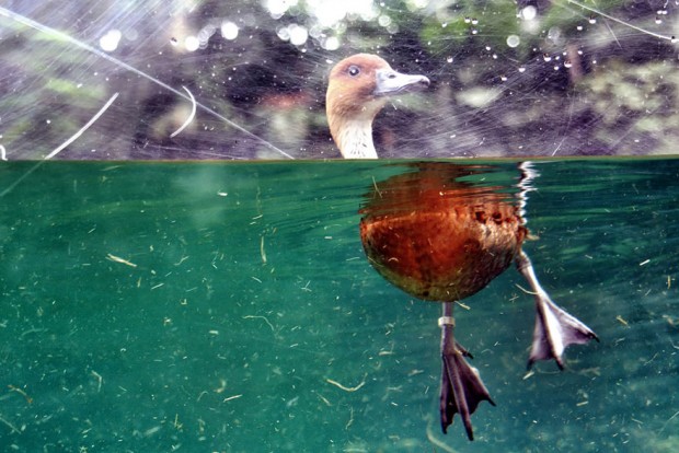 half underwater photography 2 880