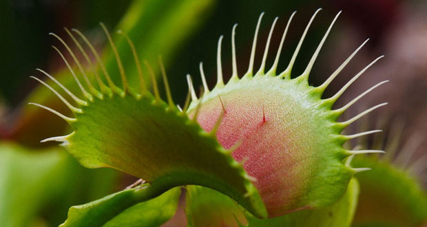 protocarnivorous mihanpost