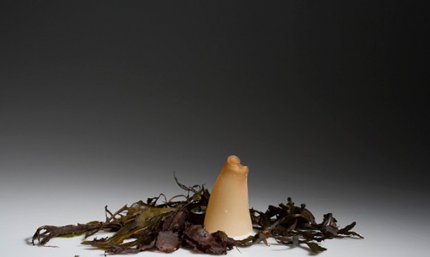 biodegradable algae water bottle ari jonsson mihanpost 6
