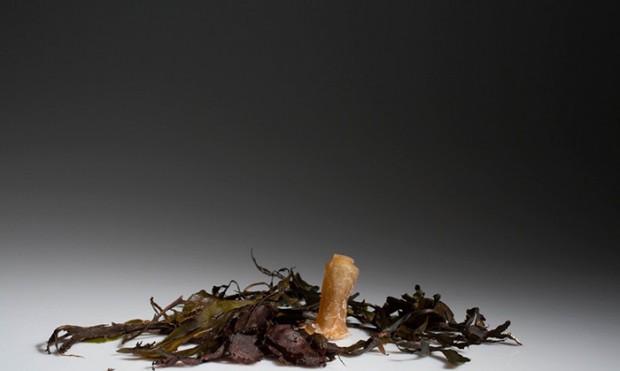 biodegradable algae water bottle ari jonsson mihanpost 7