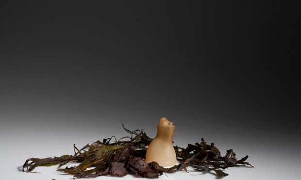 biodegradable algae water bottle ari jonsson mihanpost 9