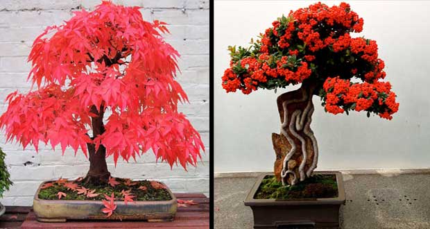 چرا زیباترین درخت تزئینی را بونسای نامیدند