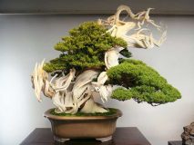 چرا زیباترین درخت تزئینی را بونسای نامیدند