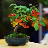 چرا زیباترین درخت تزئینی را بونسای نامیدند