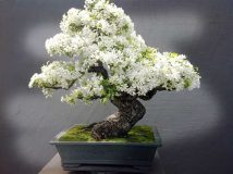 چرا زیباترین درخت تزئینی را بونسای نامیدند