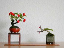 چرا زیباترین درخت تزئینی را بونسای نامیدند