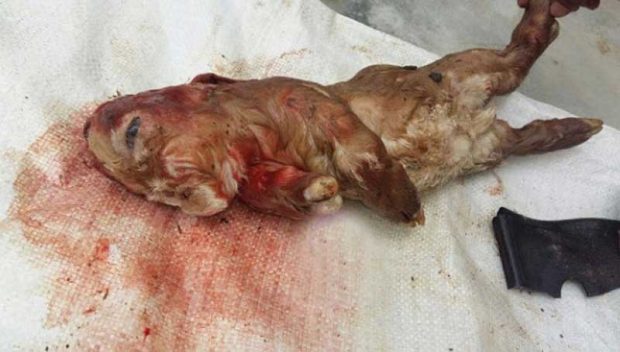 شباهت انسانی و عجیب بزغالهای تازه متولد شده در مالزی + عکس 5 بزغاله شبیه انسان