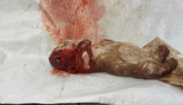 شباهت انسانی و عجیب بزغالهای تازه متولد شده در مالزی + عکس 6 بزغاله شبیه انسان