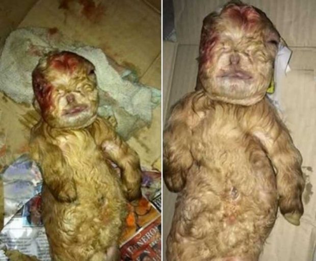 شباهت انسانی و عجیب بزغالهای تازه متولد شده در مالزی + عکس 4 بزغاله شبیه انسان