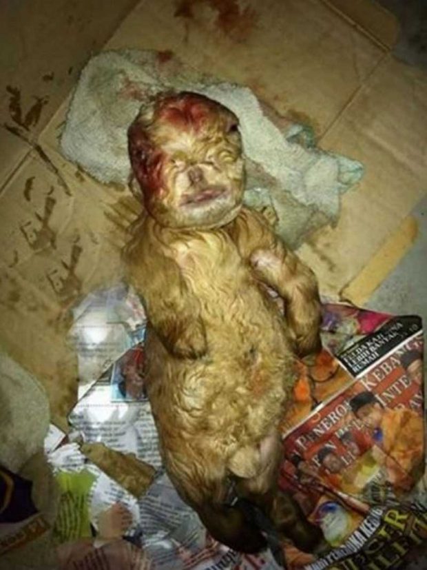 شباهت انسانی و عجیب بزغالهای تازه متولد شده در مالزی + عکس 2 بزغاله شبیه انسان