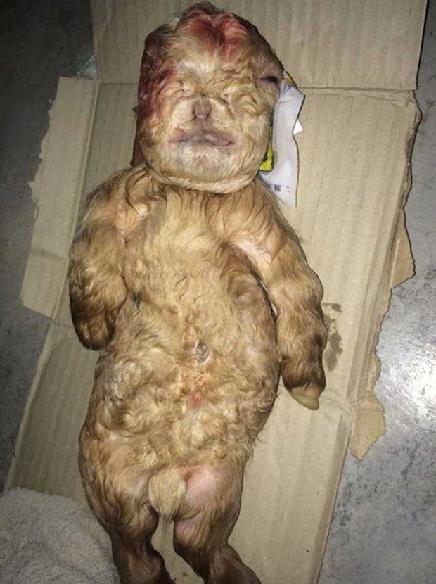 شباهت انسانی و عجیب بزغالهای تازه متولد شده در مالزی + عکس 3 بزغاله شبیه انسان