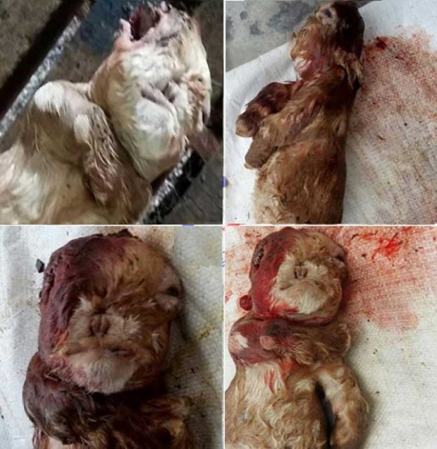 شباهت انسانی و عجیب بزغالهای تازه متولد شده در مالزی + عکس 8 بزغاله شبیه انسان