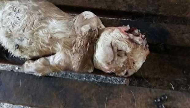 شباهت انسانی و عجیب بزغالهای تازه متولد شده در مالزی + عکس 7 بزغاله شبیه انسان