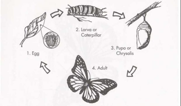 مهاجرت شاهپروانهها توسط محققیان رمزگشایی شد؟ 2 مهاجرت شاهپروانه