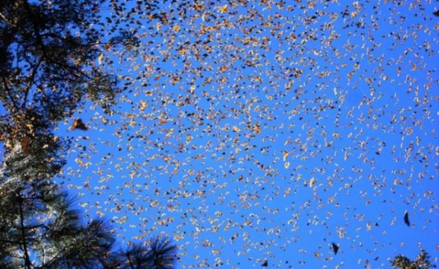 مهاجرت شاهپروانهها توسط محققیان رمزگشایی شد؟ 9 مهاجرت شاهپروانه