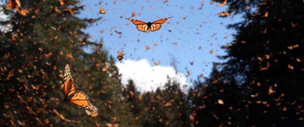 مهاجرت شاهپروانهها توسط محققیان رمزگشایی شد؟ 6 مهاجرت شاهپروانه