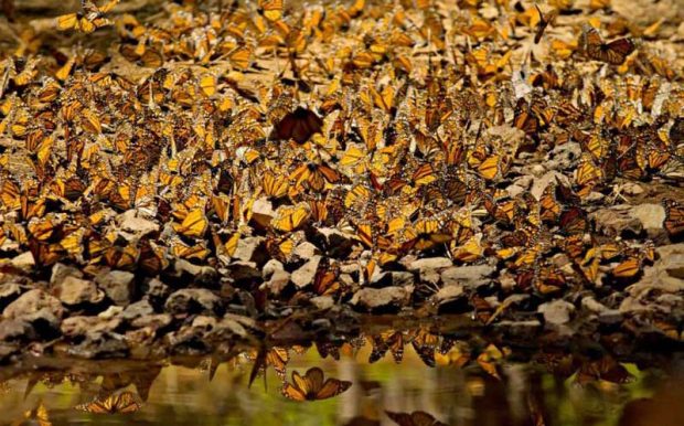 مهاجرت شاهپروانهها توسط محققیان رمزگشایی شد؟ 7 مهاجرت شاهپروانه