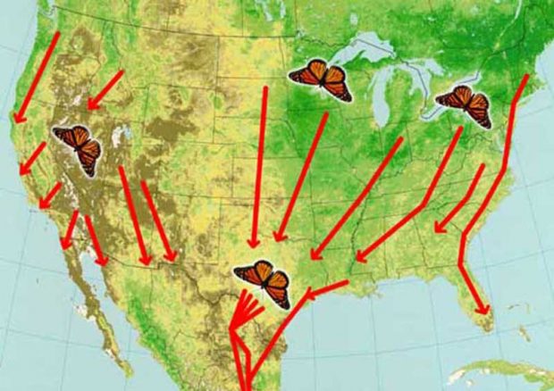 مهاجرت شاهپروانهها توسط محققیان رمزگشایی شد؟ 5 مهاجرت شاهپروانه