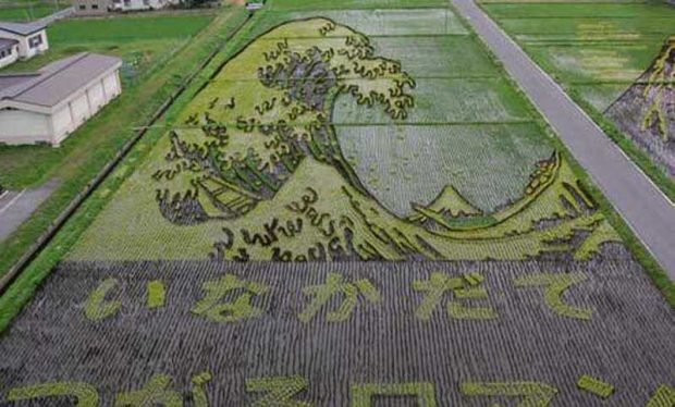 Painting on rice field 1