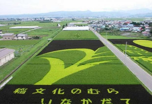 Painting on rice field 3
