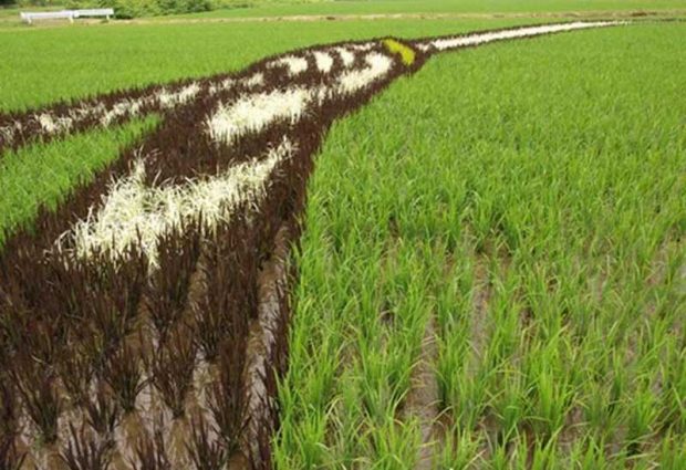 Painting on rice field 4