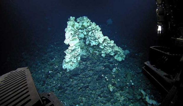 بزرگترین اسفنج جهان