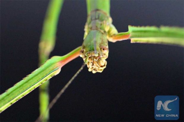 درازترین حشره جهان کشف شد؟
