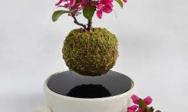 گیاهان معلق ترکیبی از طبیعت و فناوری