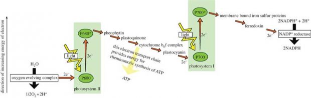 برگ مصنوعی که بهتر از برگ درخت فتوسنتز می کند