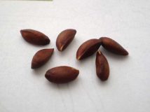 مصرف ریشه و ساقه این گیاهان پر مصرف خطرناک است