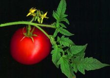 مصرف ریشه و ساقه این گیاهان پر مصرف خطرناک است