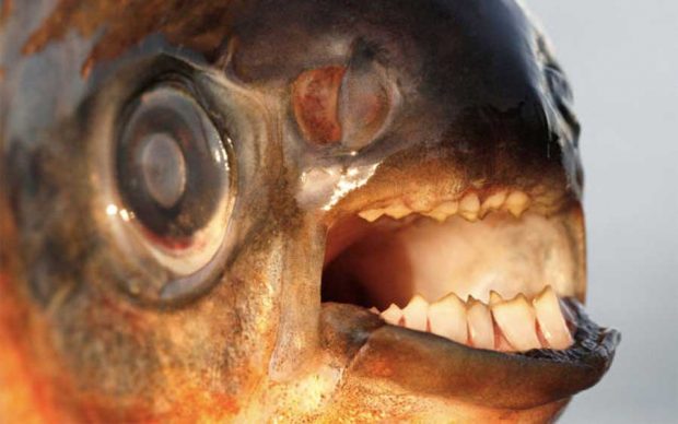 ماهی عجیب Pacu با دندان هایی شبیه انسان 6 ماهی عجیب Pacu با دندان هایی شبیه انسان
