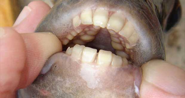 ماهی عجیب Pacu با دندان هایی شبیه انسان